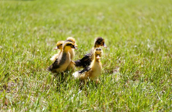 Маленькі милі каченята на зеленій траві, на відкритому повітрі — стокове фото