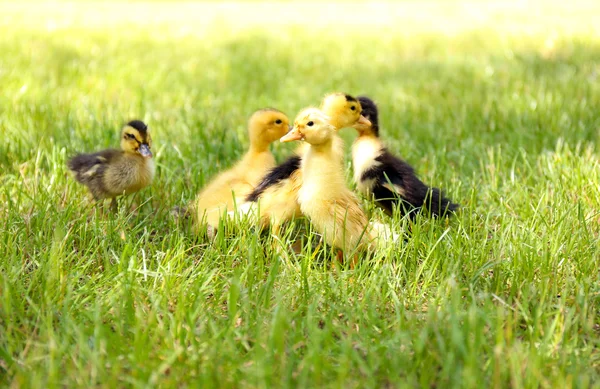 小可爱小鸭绿草、 户外 — 图库照片