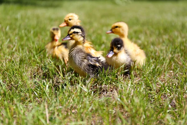 Küçük sevimli ördek yavrusu yeşil çimen, açık havada — Stok fotoğraf