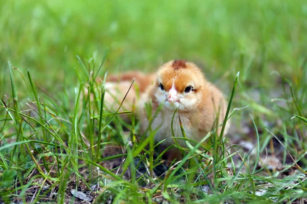 在绿色草地上，在户外的可爱小鸡 — 图库照片