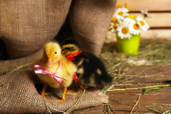 Niewiele cute kaczki w stodole — Zdjęcie stockowe