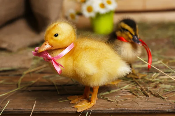 Niewiele cute kaczki w stodole — Zdjęcie stockowe