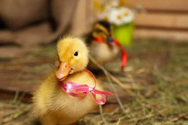 Piccoli simpatici anatroccoli nel fienile — Foto Stock