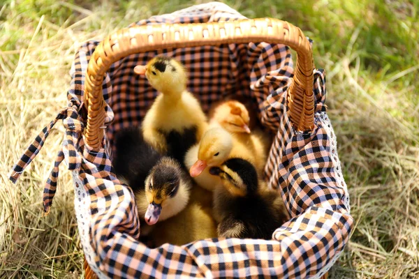 Lindos patitos juntos en la cesta — Foto de Stock