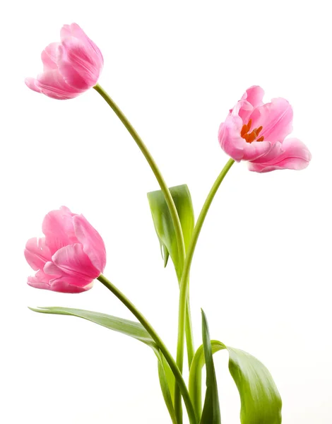 Hermosos tulipanes aislados en blanco —  Fotos de Stock