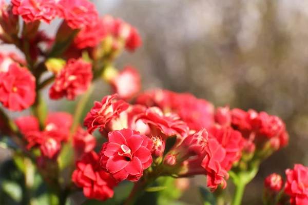 美丽的春天的花朵，在户外 — 图库照片