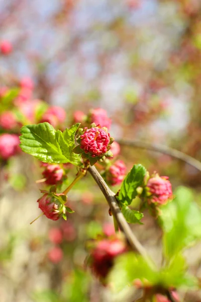 Beautiful fruit blossom, outdoors — Stock Photo, Image