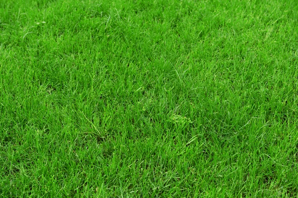 Bella erba primaverile all'aperto — Foto Stock