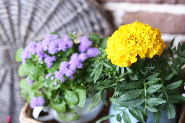 Lindas flores em vasos, close-up — Fotografia de Stock