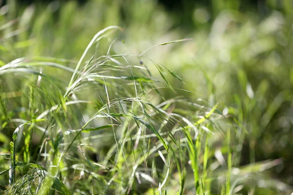 Beautiful green grass, outdoors — Stock Photo, Image