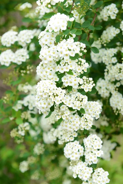 Schöne Blüte im Freien — Stockfoto