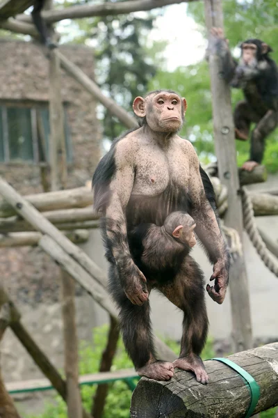 Chimpanzee in zoo