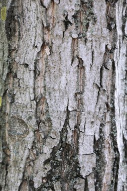 ağaç kabuğu dokusu arkaplanı