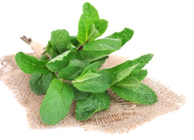 Beyazda izole edilmiş nane