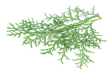 Thuja branch isolated on white clipart