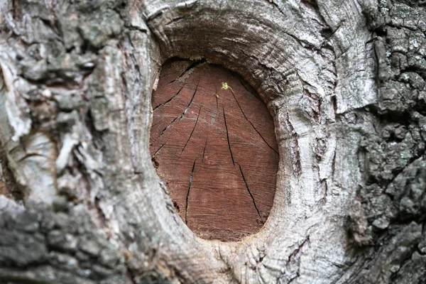 Textura stromové kůry pozadí — Stock fotografie