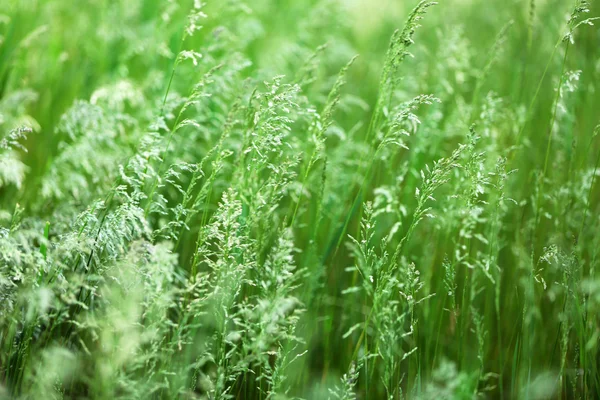 Mooi groen gras in het veld — Stockfoto