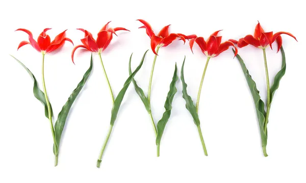 Beautiful red tulips, isolated on white — Stock Photo, Image