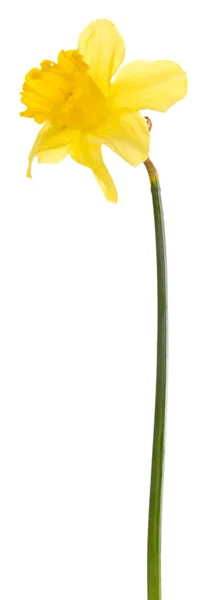 Beautiful flower isolated on white — Stock Photo, Image