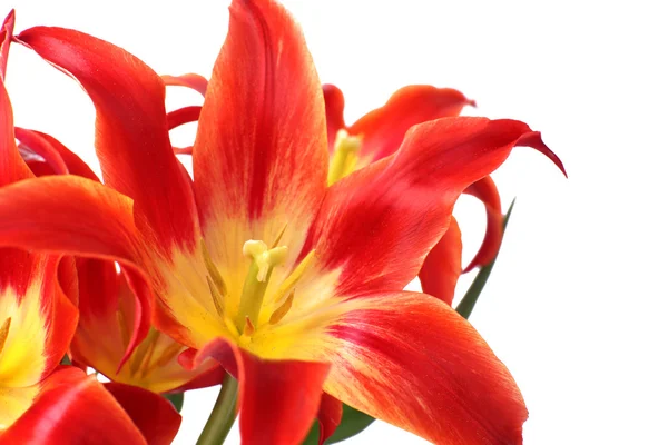 Schöne rote Tulpen, isoliert auf weiß — Stockfoto