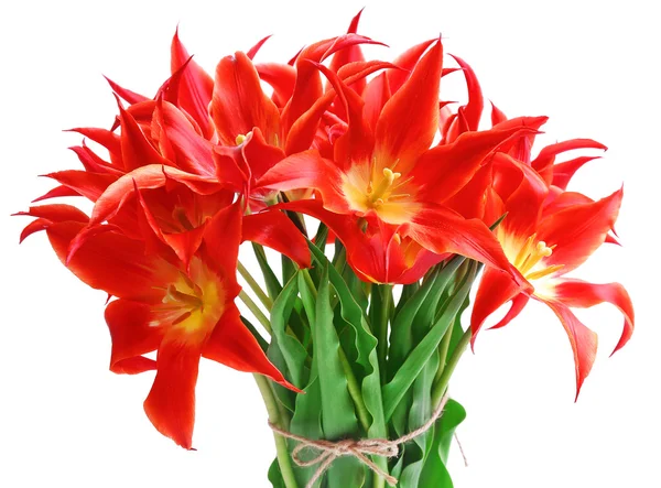 Красиві червоні тюльпани, ізольовані на білому — стокове фото