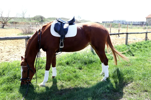 Cavalo de raça pura no fundo da natureza — Fotografia de Stock