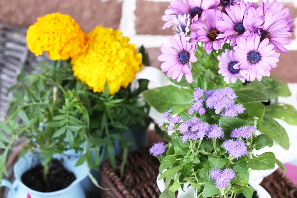 Blommor i dekorativa krukor och trädgårdsredskap på grönt gräs, på tegelstenar bakgrund — Stockfoto