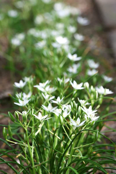 Pequenas flores de primavera, ao ar livre — Fotografia de Stock