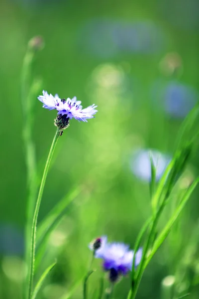 Schöne Kornblumen, im Freien — Stockfoto