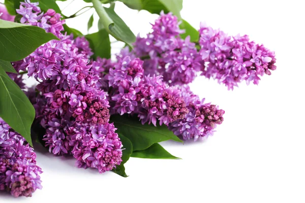 Belles fleurs lilas isolées sur blanc — Photo