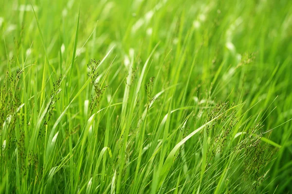 Schönes grünes Gras im Feld — Stockfoto