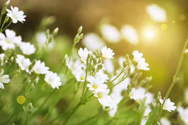 Beautiful wild flowers, outdoors — Stock Photo, Image