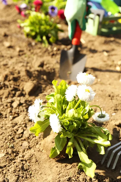 Concept de jardinage : belles fleurs dans le jardin avec la lumière du soleil — Photo