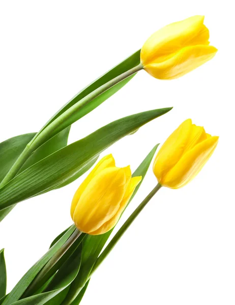 Beautiful tulips isolated on white — Stock Photo, Image