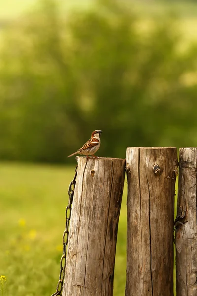 Vieille clôture en bois dans le jardin — Photo