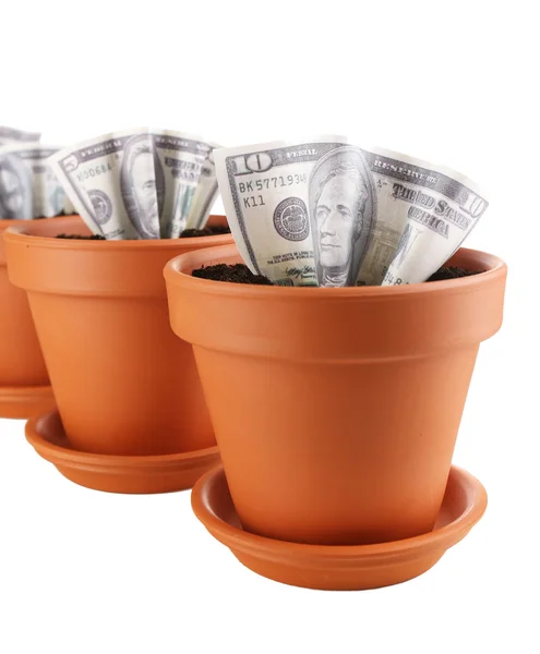 Business concept: growing money in the flowerpots, isolated on white — Stock Photo, Image