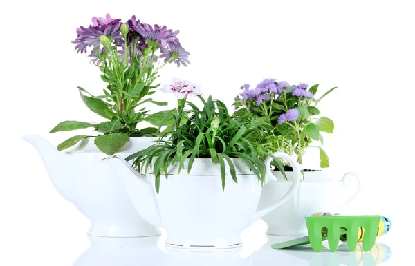 Flowers in decorative pots  with garden tools isolated on white — Stock Photo, Image