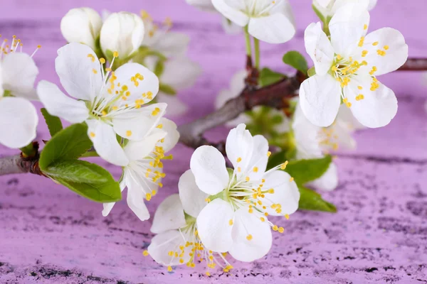 Blooming tree branch with white flowers on wooden background — Stock Photo, Image