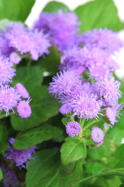 Beautiful flowers, close-up — Stock Photo, Image