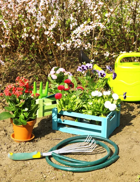 Gardening concept: beautiful flowers in garden with sun light — ストック写真