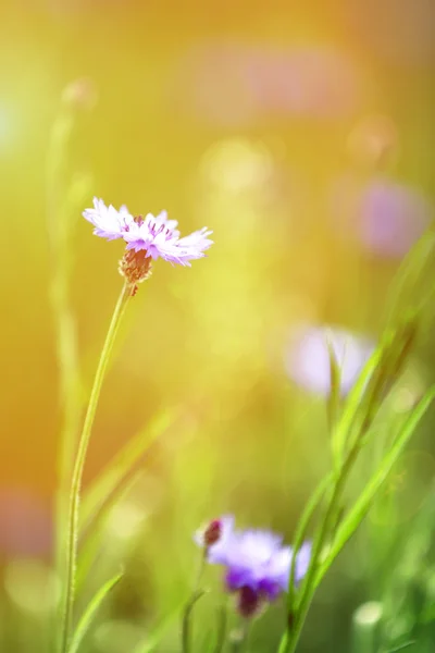 Beautiful cornflowers, outdoors — Stock Photo, Image