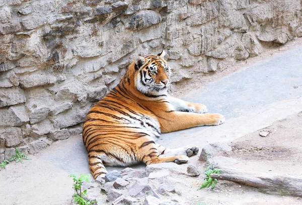 Bengal tiger — Stock Photo, Image