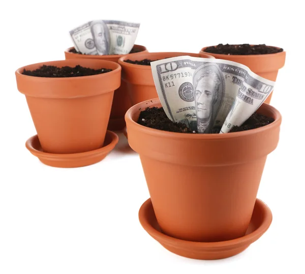 Business concept: growing money in the flowerpots, isolated on white — Stock Photo, Image
