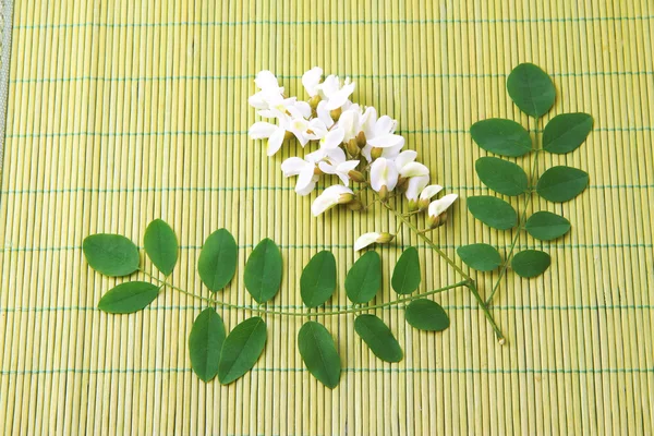 Acacia blommor på bambu matta bakgrund — Stockfoto