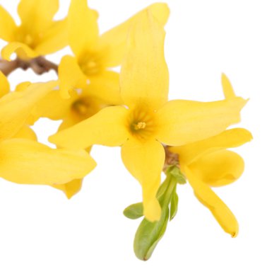 çiçek açan ağaç dalı üzerine beyaz izole Sarı çiçekli