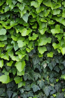 Ivy yeşil, yakın çekim