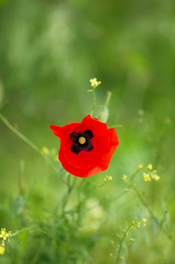 haşhaş çiçeği, açık havada