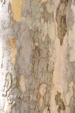 ağaç kabuğu dokusu arkaplanı