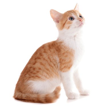 küçük kedi üzerinde beyaz izole