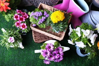 çiçekler dekoratif tencere ve yeşil çim zemin üzerine Bahçe aletleri
